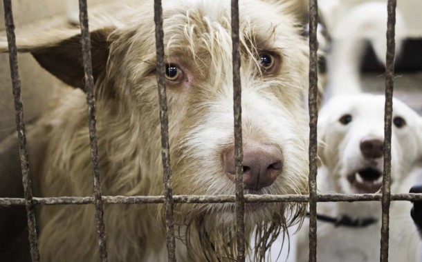 Centro de Recolha Oficial de Animais de Braga abre portas a visitas este sábado