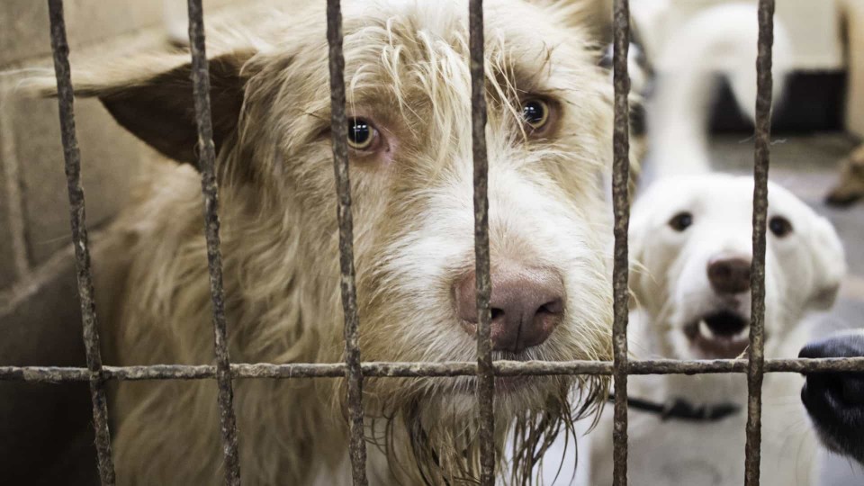 Centro de Recolha Oficial de Animais de Braga abre portas a visitas este sábado