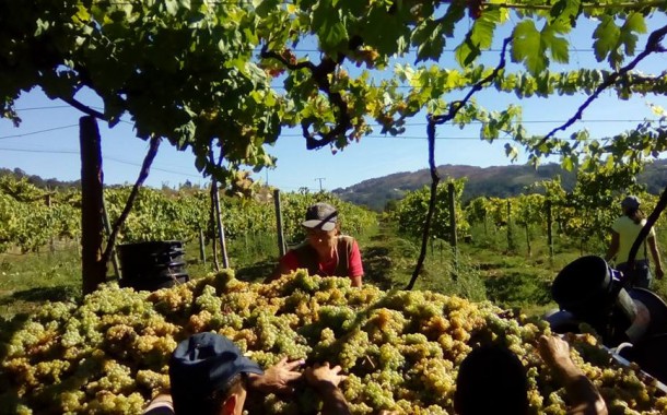 Região dos Vinhos Verdes vai produzir 70 milhões de litros este ano menos que em 2018