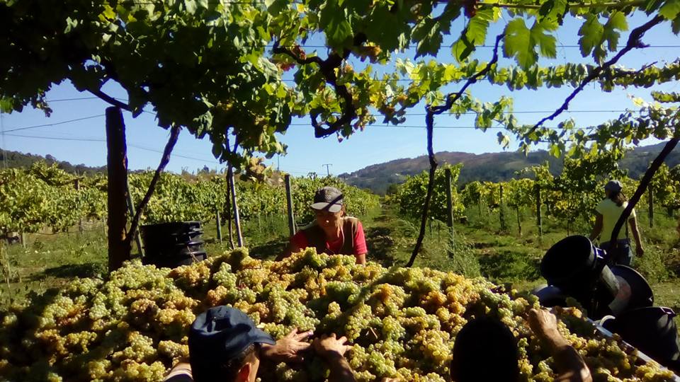 Região dos Vinhos Verdes vai produzir 70 milhões de litros este ano menos que em 2018