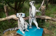 PAN contra possível criação de zoo em Amares