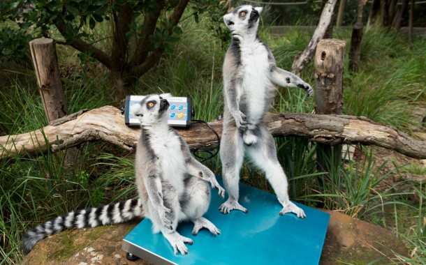 PAN contra possível criação de zoo em Amares