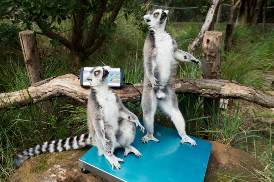 PAN contra possível criação de zoo em Amares