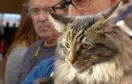Cães e Gatos mostram ‘vaidades’ na Expo Animal no Altice Forum Braga em Novembro