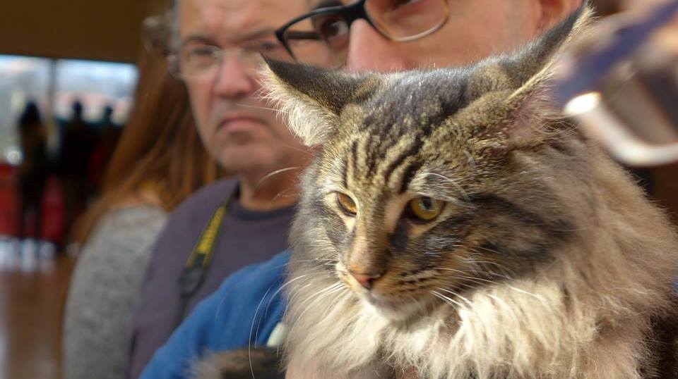 Cães e Gatos mostram ‘vaidades’ na Expo Animal no Altice Forum Braga em Novembro