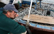 Pesca da sardinha proibida a partir de sábado