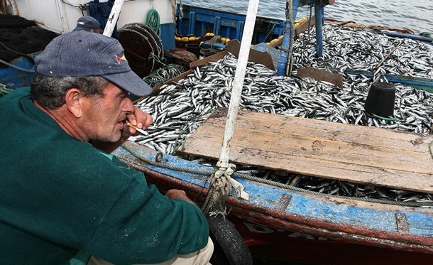 Pesca da sardinha proibida a partir de sábado