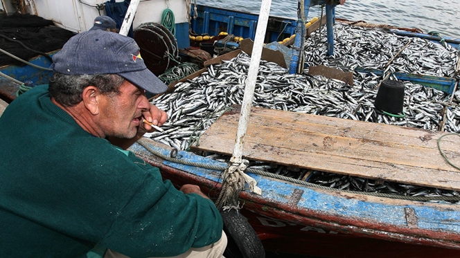 Pesca da sardinha proibida a partir de sábado