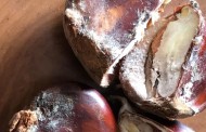 BE quer avaliação dos prejuízos provocados pela doença do castanheiro e compensação aos agricultores minhotos
