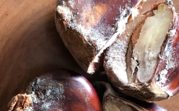 BE quer avaliação dos prejuízos provocados pela doença do castanheiro e compensação aos agricultores minhotos