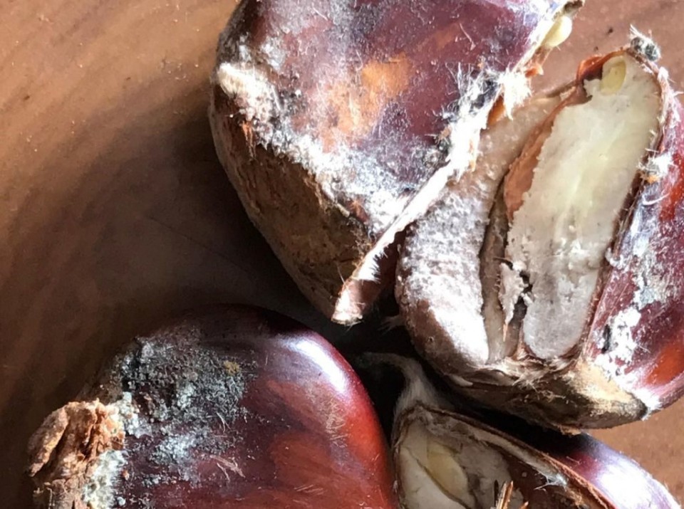 BE quer avaliação dos prejuízos provocados pela doença do castanheiro e compensação aos agricultores minhotos