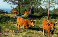 Carne de vaca de raça Cachena  conquista dois prémios em 2019