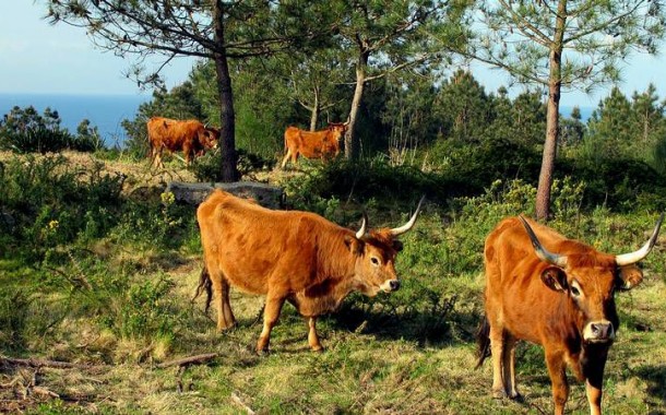 Carne de vaca de raça Cachena  conquista dois prémios em 2019