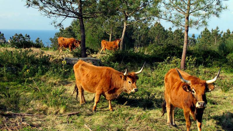 Carne de vaca de raça Cachena  conquista dois prémios em 2019