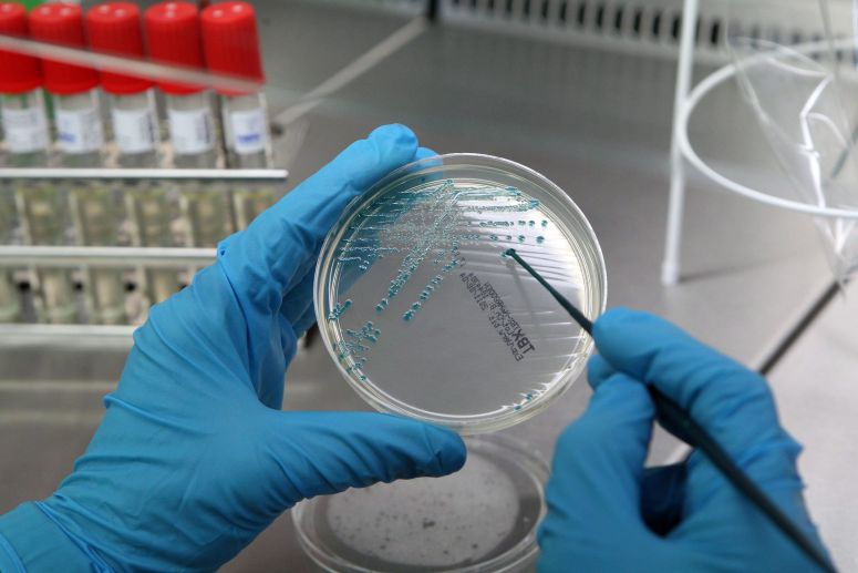 Bactéria ‘E. coli’ detectada em suplemento alimentar de canábis à venda em farmácias