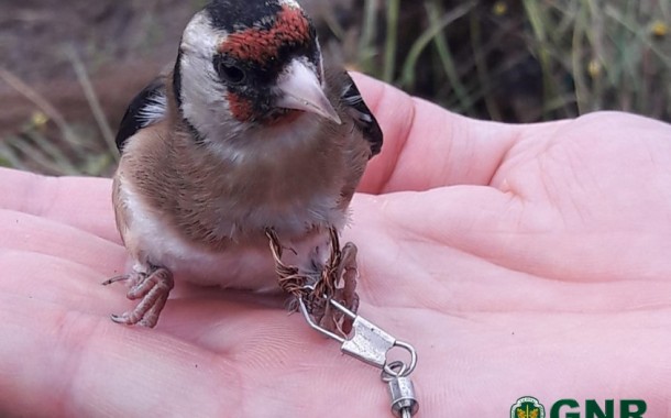 Homem detido em Esposende por captura de aves selvagens