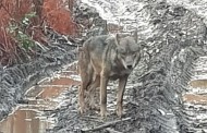 Lobo ibérico fotografado na floresta de Outeiro, em Viana do Castelo