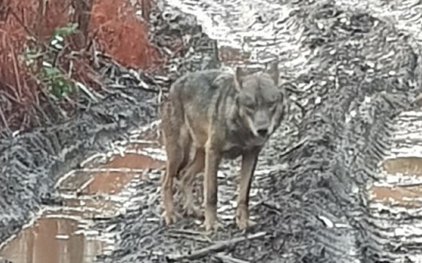 Lobo ibérico fotografado na floresta de Outeiro, em Viana do Castelo