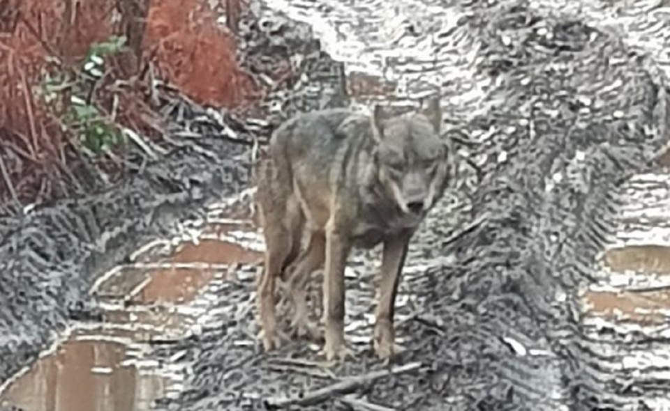 Lobo ibérico fotografado na floresta de Outeiro, em Viana do Castelo