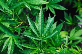 Universidade de Coimbra e empresa canadiana juntam-se na investigação de medicamentos derivados da canábis