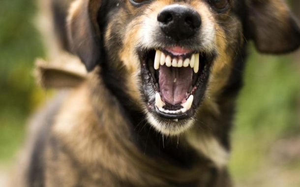 Matilha de “cães vadios” mata rebanho de cabras em Viana do Castelo