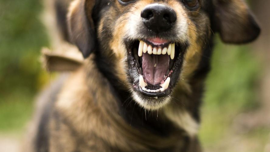 Matilha de “cães vadios” mata rebanho de cabras em Viana do Castelo