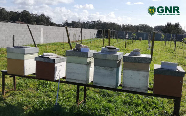 Detido por furto de colmeias em Esposende