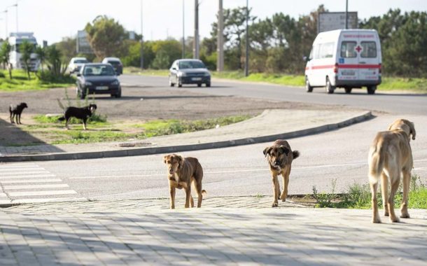 Cerca de 600 ataques de cães a rebanhos todos os anos no Minho
