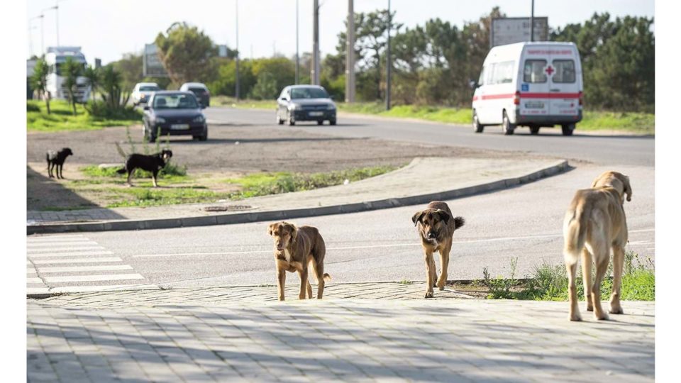 Cerca de 600 ataques de cães a rebanhos todos os anos no Minho