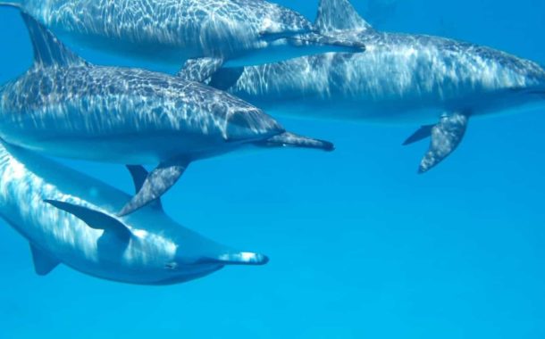 AMBIENTE. Investigadores da Universidade do Algarve testam formas de afastar golfinhos das redes de pesca