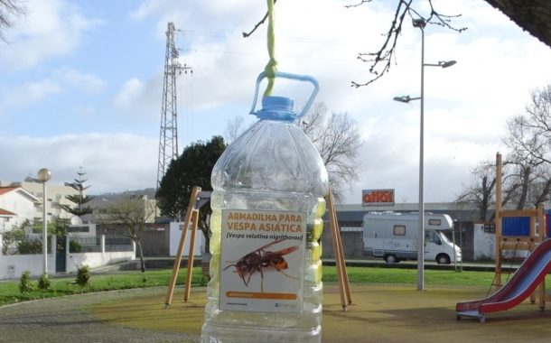 Esposende coloca armadilhas para captura de vespa asiática