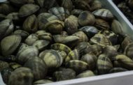 Apreendidas cerca de 2.5 toneladas de ameijoa japonesa em Braga