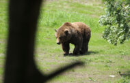 Primeiro urso pardo avistado na Galiza em 150 anos