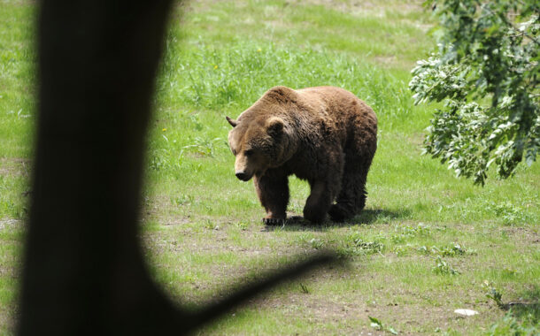 Primeiro urso pardo avistado na Galiza em 150 anos