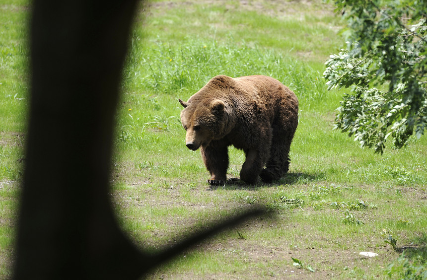 Primeiro urso pardo avistado na Galiza em 150 anos