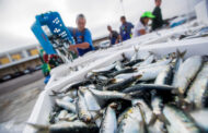 Pesca da sardinha regressa a 1 de Junho