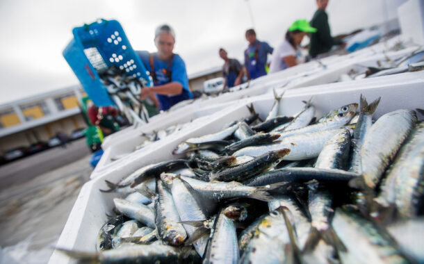 Pesca da sardinha regressa a 1 de Junho