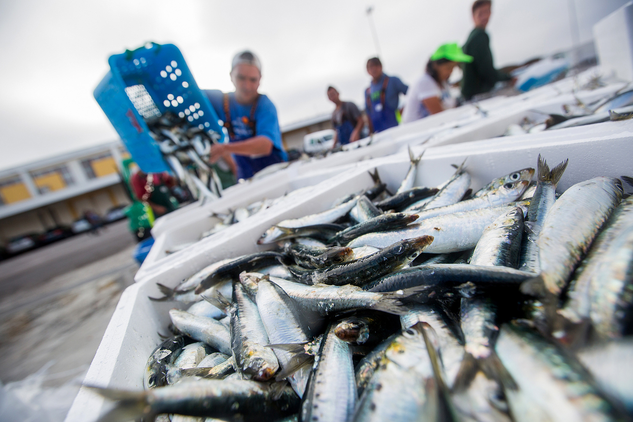 Pesca da sardinha regressa a 1 de Junho