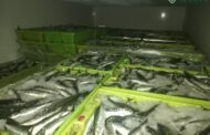 GNR apreende mais de duas toneladas de sardinha por fuga à lota em Viana do Castelo