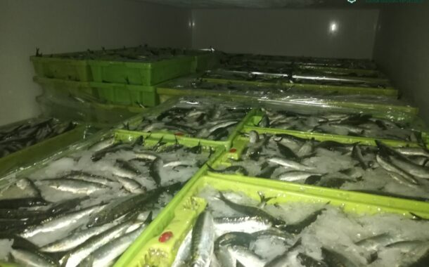 GNR apreende mais de duas toneladas de sardinha por fuga à lota em Viana do Castelo