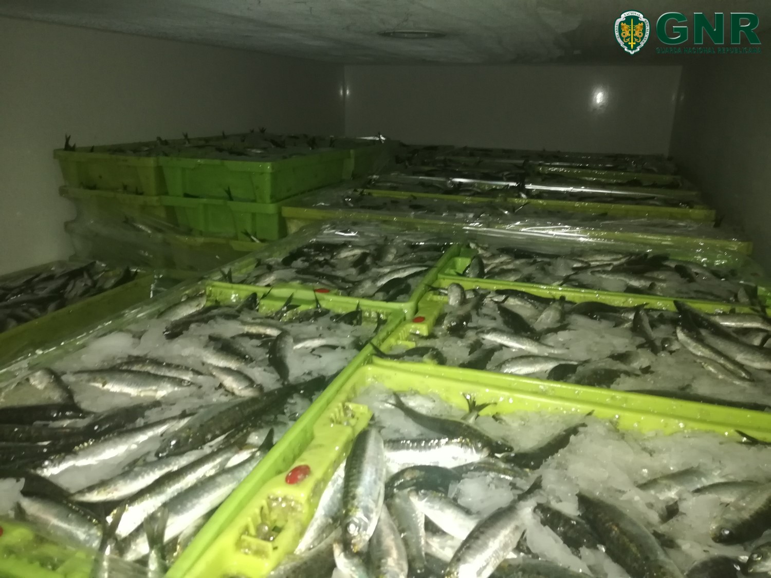 GNR apreende mais de duas toneladas de sardinha por fuga à lota em Viana do Castelo