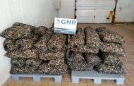 Mais de uma tonelada de ameijoa japonesa imatura apreendida em Valença
