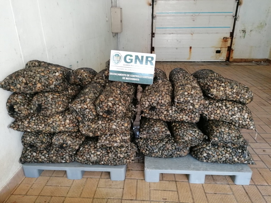 Mais de uma tonelada de ameijoa japonesa imatura apreendida em Valença