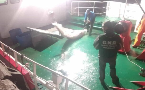 GNR apreende atum e espadarte no valor de 190 mil euros em Viana do Castelo