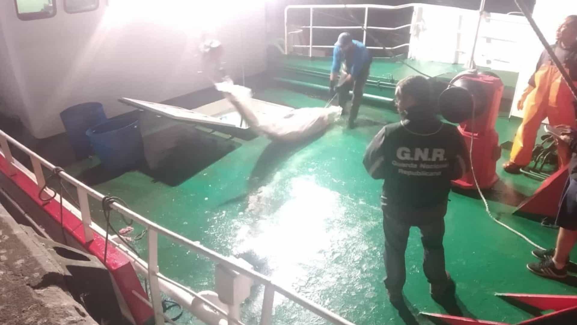 GNR apreende atum e espadarte no valor de 190 mil euros em Viana do Castelo
