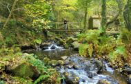 Associações e empresas unem esforços para reabilitação ecológica de áreas classificadas de Viana do Castelo