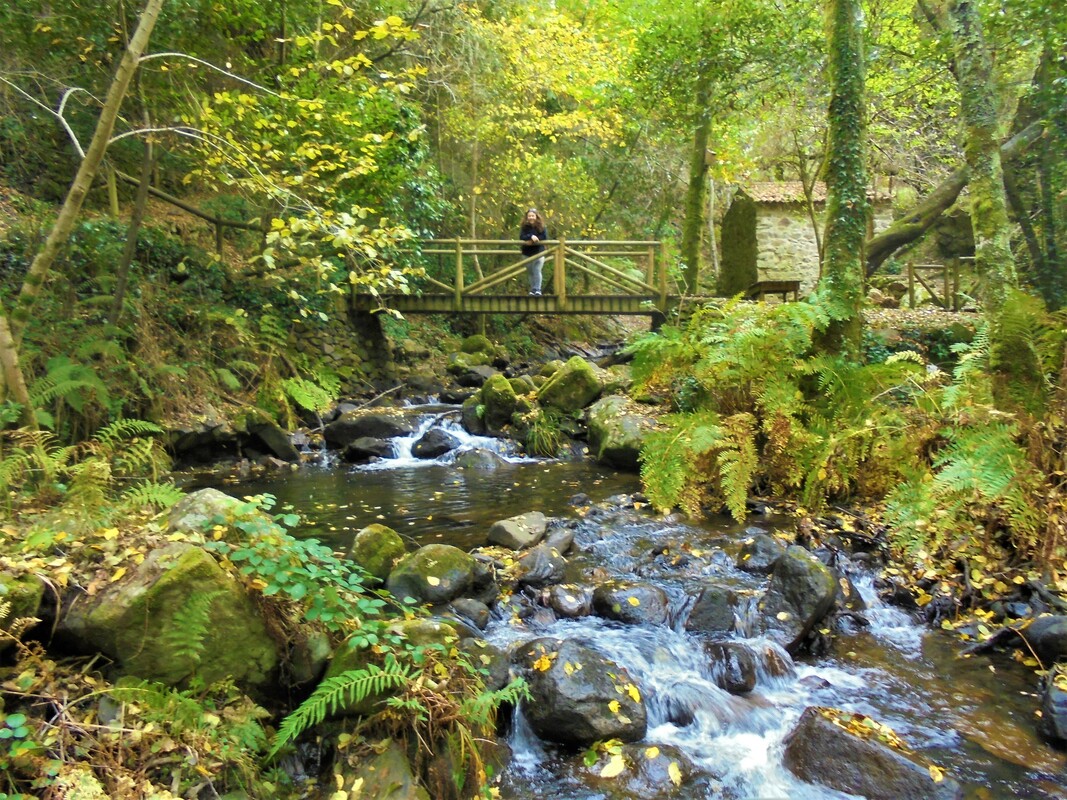 Associações e empresas unem esforços para reabilitação ecológica de áreas classificadas de Viana do Castelo