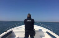 Apreendidas 10 toneladas de tubarões em Viana do Castelo