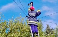 Bombeiros resgatam gato de poste de electricidade em Famalicão