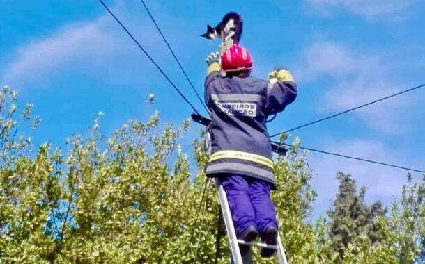 Bombeiros resgatam gato de poste de electricidade em Famalicão